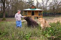 Fauna & Flora: Lion (Leo), tiger (Sher Khan) and bear (Balla) living together, Lokast Grove, state of Georgia, United States