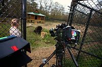 TopRq.com search results: Lion (Leo), tiger (Sher Khan) and bear (Balla) living together, Lokast Grove, state of Georgia, United States