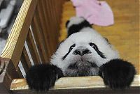 Fauna & Flora: Panda trying to escape