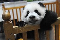 Fauna & Flora: Panda trying to escape