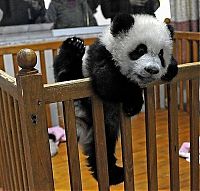 TopRq.com search results: Panda trying to escape