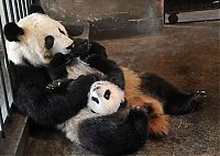 TopRq.com search results: Panda trying to escape