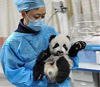 Fauna & Flora: Panda trying to escape