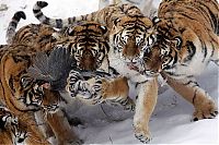 TopRq.com search results: Hunting tigers, Servant Harbin Park