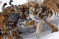 Fauna & Flora: Hunting tigers, Servant Harbin Park