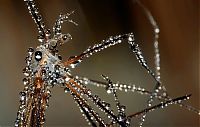 Fauna & Flora: Macro shooting by Roeselien Raimond