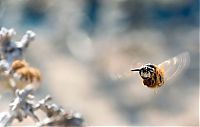 Fauna & Flora: Macro shooting by Roeselien Raimond