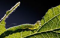 TopRq.com search results: Macro shooting by Roeselien Raimond