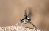 TopRq.com search results: Macro shooting by Roeselien Raimond