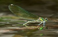 Fauna & Flora: Macro shooting by Roeselien Raimond