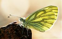 Fauna & Flora: Macro shooting by Roeselien Raimond