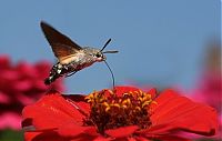 TopRq.com search results: Macro shooting by Roeselien Raimond