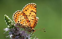 Fauna & Flora: Macro shooting by Roeselien Raimond