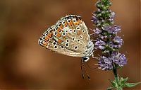 Fauna & Flora: Macro shooting by Roeselien Raimond