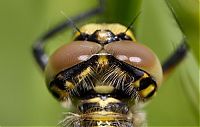 TopRq.com search results: Macro shooting by Roeselien Raimond