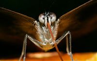 TopRq.com search results: Macro shooting by Roeselien Raimond