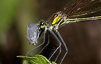 TopRq.com search results: Macro shooting by Roeselien Raimond