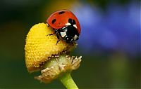 TopRq.com search results: Macro shooting by Roeselien Raimond