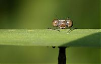 TopRq.com search results: Macro shooting by Roeselien Raimond