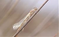 Fauna & Flora: Macro shooting by Roeselien Raimond