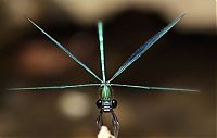 TopRq.com search results: Macro shooting by Roeselien Raimond