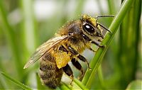 TopRq.com search results: Macro shooting by Roeselien Raimond