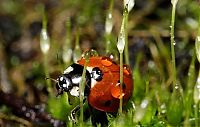 Fauna & Flora: Macro shooting by Roeselien Raimond