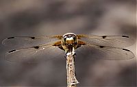 TopRq.com search results: Macro shooting by Roeselien Raimond