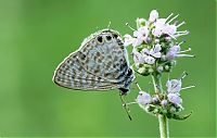 TopRq.com search results: Macro shooting by Roeselien Raimond