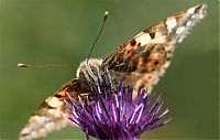 Fauna & Flora: Macro shooting by Roeselien Raimond