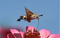 TopRq.com search results: Macro shooting by Roeselien Raimond