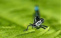 Fauna & Flora: Macro shooting by Roeselien Raimond