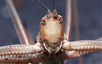 TopRq.com search results: Macro shooting by Roeselien Raimond