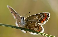 TopRq.com search results: Macro shooting by Roeselien Raimond