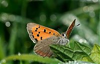 TopRq.com search results: Macro shooting by Roeselien Raimond