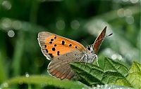 TopRq.com search results: Macro shooting by Roeselien Raimond