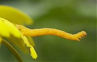 TopRq.com search results: Macro shooting by Roeselien Raimond