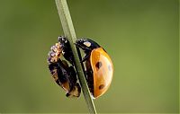 TopRq.com search results: Macro shooting by Roeselien Raimond