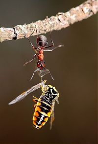 TopRq.com search results: Macro shooting by Roeselien Raimond