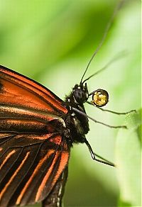 Fauna & Flora: Macro shooting by Roeselien Raimond