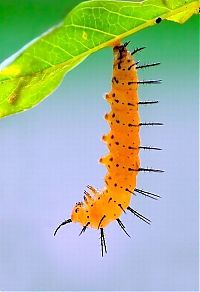 TopRq.com search results: Macro shooting by Roeselien Raimond