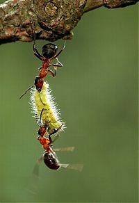 TopRq.com search results: Macro shooting by Roeselien Raimond