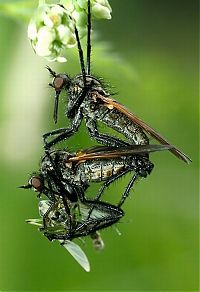 TopRq.com search results: Macro shooting by Roeselien Raimond