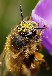 TopRq.com search results: Macro shooting by Roeselien Raimond