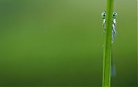 TopRq.com search results: Macro shooting by Roeselien Raimond