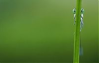 Fauna & Flora: Macro shooting by Roeselien Raimond