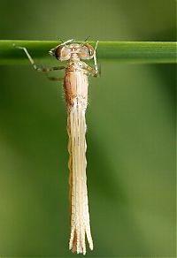 TopRq.com search results: Macro shooting by Roeselien Raimond