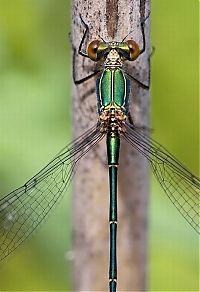 TopRq.com search results: Macro shooting by Roeselien Raimond