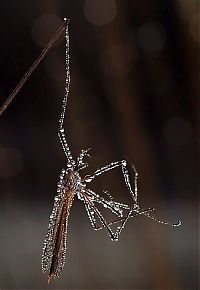 Fauna & Flora: Macro shooting by Roeselien Raimond