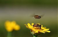 TopRq.com search results: Macro shooting by Roeselien Raimond